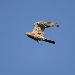 Common Kestrel