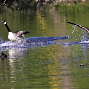 Canada Goose