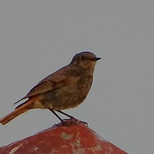 Common Redstart