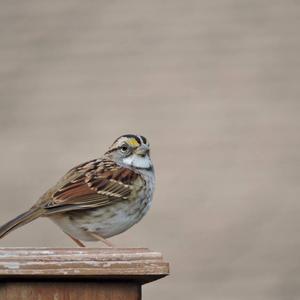 White-throated Sparrow