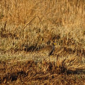 Wattled Lapwing