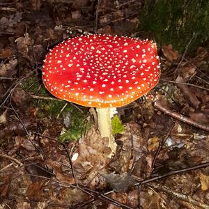 Fly Agaric