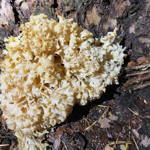 Eastern Cauliflower Mushroom