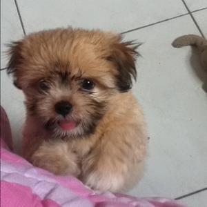 Lhasa Apso