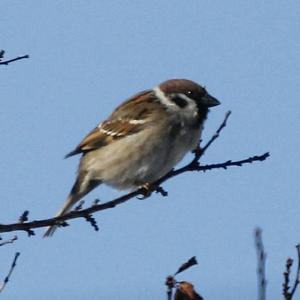 Eurasian Tree Sparrow