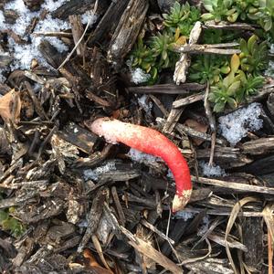 Dog Stinkhorn