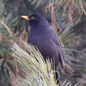 Eurasian Blackbird