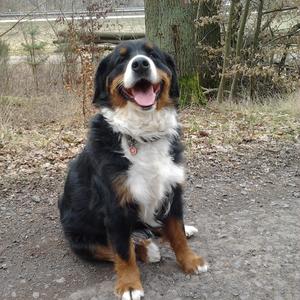 Bernese Mountain Dog