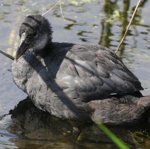 Bläßhuhn