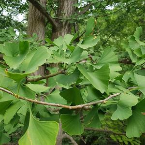 Ginkgobaum