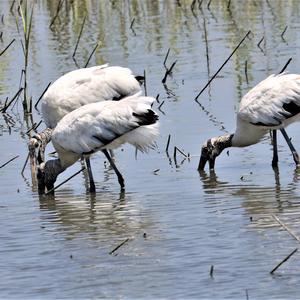 Wood Stork