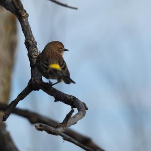 Yellow-rumped Warbler