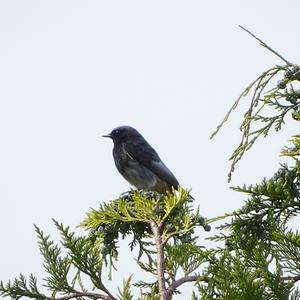 Black Redstart