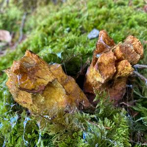 Dotted-stem Bolete