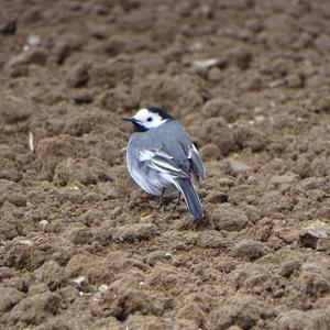 White Wagtail