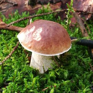 King Bolete