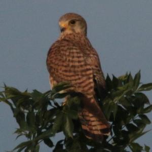 Common Kestrel