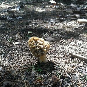 Yellow Morel