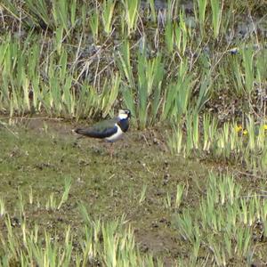 Northern Lapwing