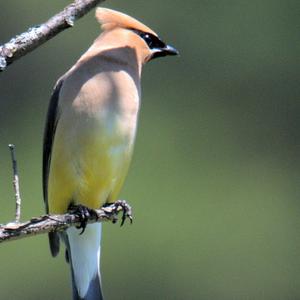 Cedar Waxwing