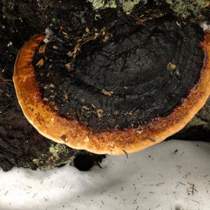 Red-belted Polypore