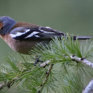 Eurasian Chaffinch