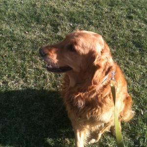 Retriever (Golden)