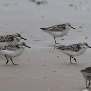 Sanderling