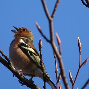 Eurasian Chaffinch