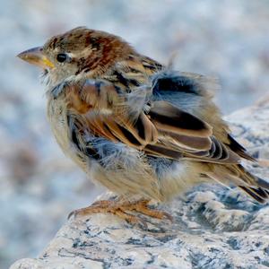 House Sparrow