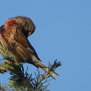 Eurasian Linnet