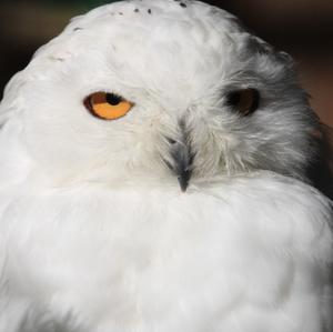 Snowy Owl