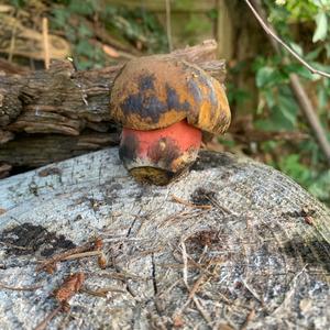 Dotted-stem Bolete