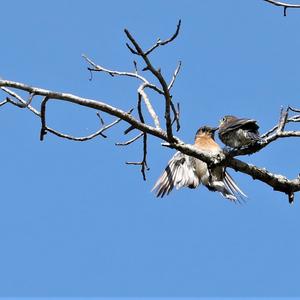 Eastern Bluebird