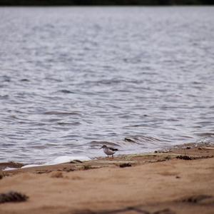 Spotted Sandpiper