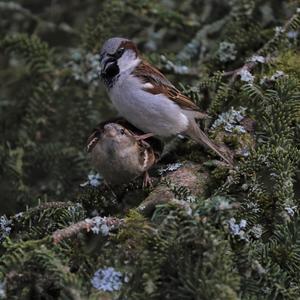 House Sparrow