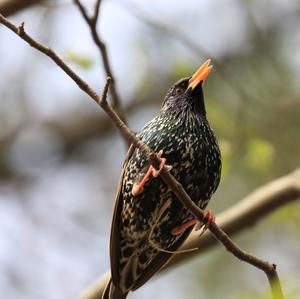 Common Starling