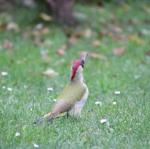 Eurasian Green Woodpecker