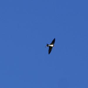 Barn Swallow