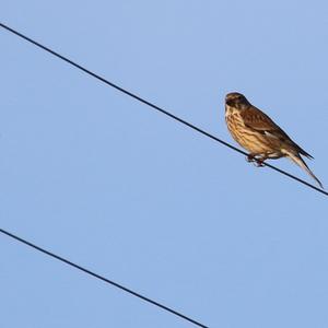 Eurasian Linnet