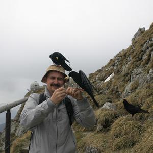 Yellow-billed Chough