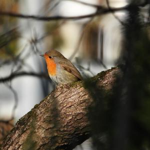 European Robin