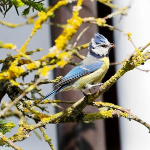 Blue Tit