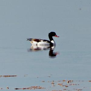 Common Shelduck