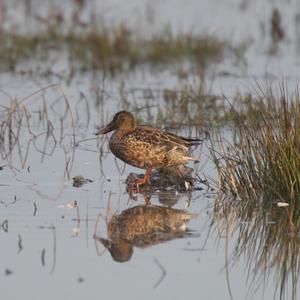 Northern Shoveler