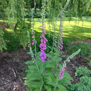 Foxglove (Common)