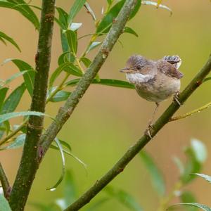 Common Whitethroat