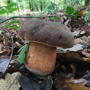 Dotted-stem Bolete