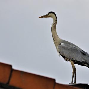 Grey Heron