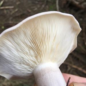 Unknown Species